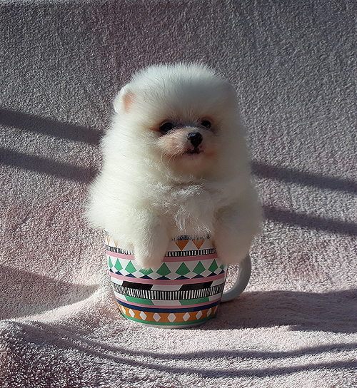 Male And Female Pomeranian Puppies Available. Image eClassifieds4u