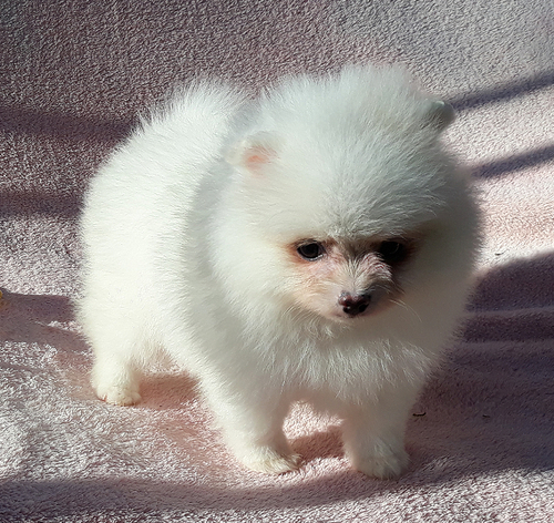 Male and female Pomeranian puppies ready to go Image eClassifieds4u