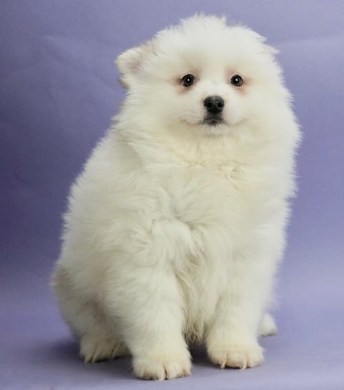 Teacup Pomeranian Pups Available Image eClassifieds4u