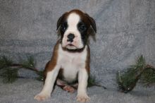 Boxer Puppies - Updated On All Shots Available For Rehoming