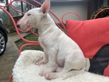 Bull Terrier Puppies - Updated On All Shots Available For Rehoming