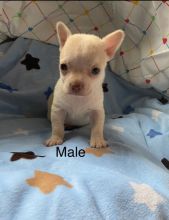 Chihuahua Puppies - Updated On All Shots Available For Rehoming