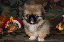 Pekingese Puppies - Updated On All Shots Available For Rehoming