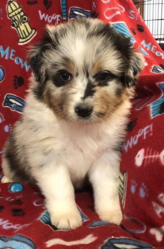 Australian Shepherd Puppies - Updated On All Shots Available For Rehoming Image eClassifieds4u