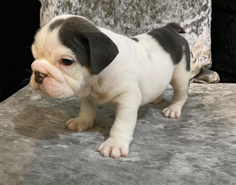 English Bulldog Puppies - Updated On All Shots Available For Rehoming Image eClassifieds4u