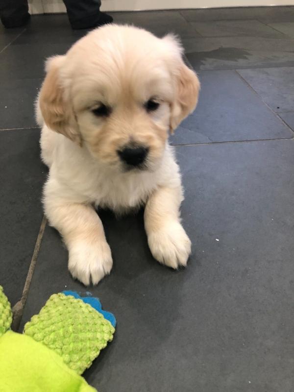 Golden Retriever Puppies - Updated On All Shots Available For Rehoming Image eClassifieds4u