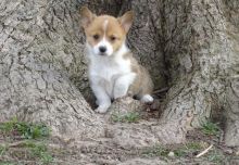 Very Lovely Pembroke Welsh Corgi puppies for Rehoming Image eClassifieds4U