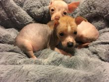 Chinese Crested Dog Puppies - Updated On All Shots Available For Rehoming Image eClassifieds4U