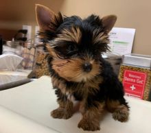 Polite Suitable Yorkie Puppies for Sale