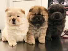 Cute Chow Chow Puppies Available, Image eClassifieds4u 2