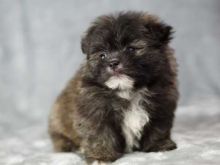 POMERANIAN PUPPIES FOR SALE Image eClassifieds4u 2
