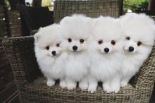 POMERANIAN PUPPIES FOR SALE Image eClassifieds4u 1