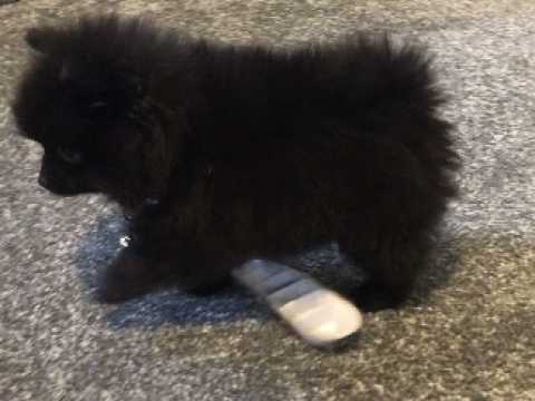 POMERANIAN PUPPIES FOR SALE Image eClassifieds4u