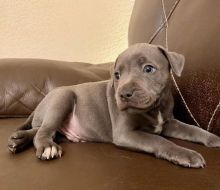 Beautiful Blue Staff Pups