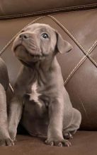 Blue Staffordshire Bull Terriers