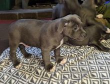 Blue Staffordshire Bull Terriers
