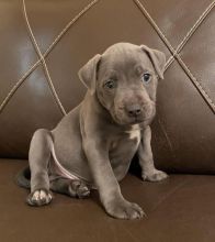 Blue Staffordshire Bull Terriers