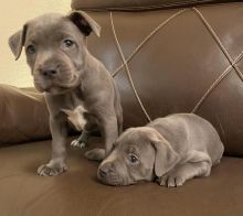 Blue Staffordshire Bull Terriers