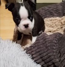 Boston Terrier Puppies Available