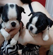 Boston Terrier Puppies Available