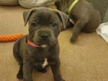 Gorgeous Staffie Pups Black/brindle & Blue