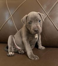 Stunning Blue Staffy puppies