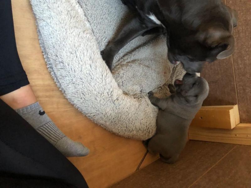 Beautiful Blue Staff Pups Image eClassifieds4u