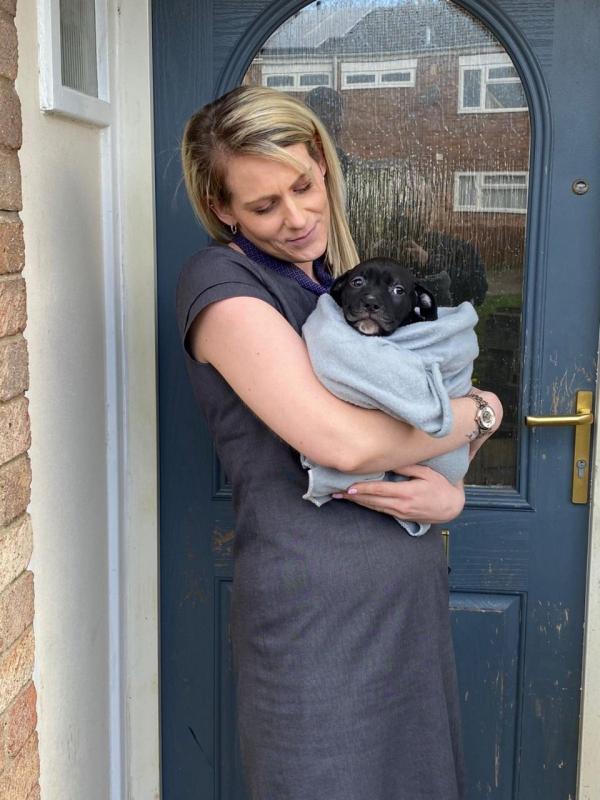 Beautiful Blue Staff Pups Image eClassifieds4u