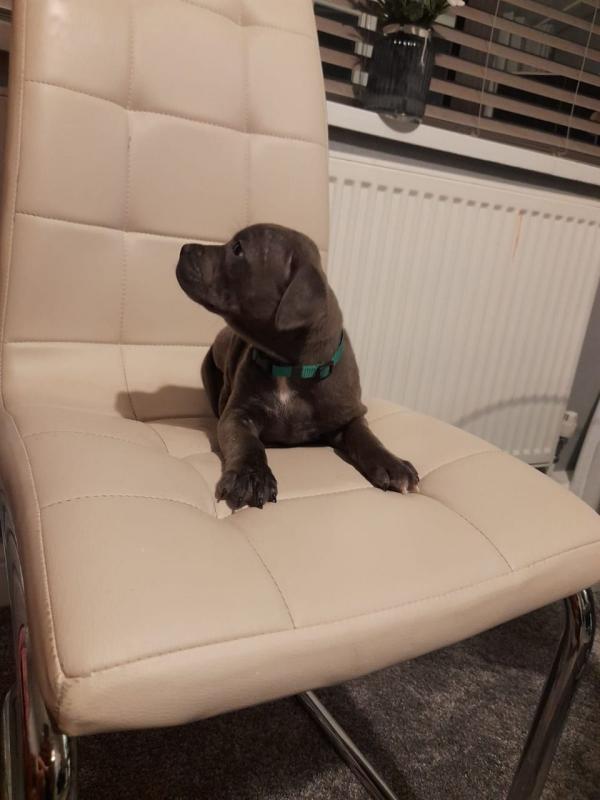 Beautiful Blue Staff Pups Image eClassifieds4u