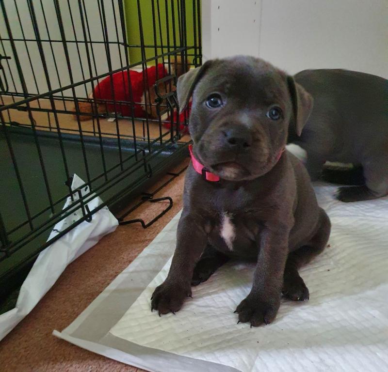 Beautiful Ckc Reg Blue bull Staffordshire Pups Image eClassifieds4u