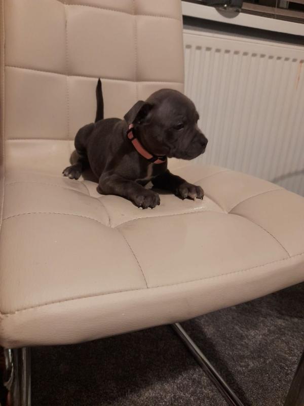 Beautiful Ckc Reg Blue bull Staffordshire Pups Image eClassifieds4u