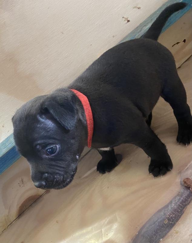 Blue Staffordshire Bull Terriers Image eClassifieds4u