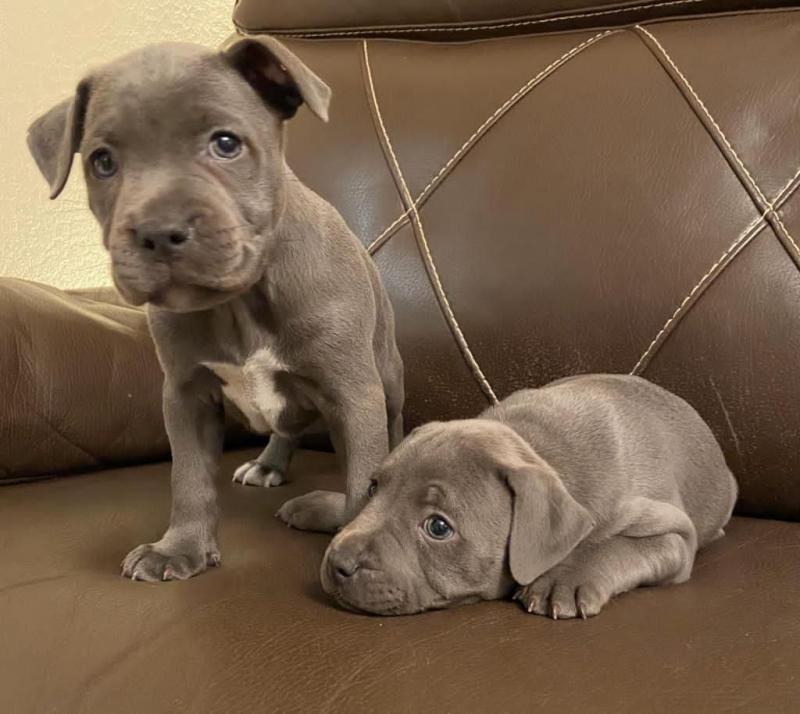 Blue Staffordshire Bull Terriers Image eClassifieds4u