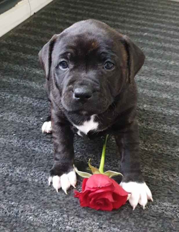 Blue Staffordshire Bull Terriers Image eClassifieds4u