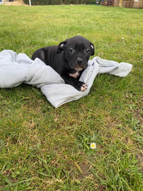 CKc Staffordshire Bull Terriers Pups Image eClassifieds4u