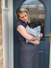 Beautiful Blue Staff Pups Image eClassifieds4u 3