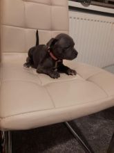 Beautiful Ckc Reg Blue bull Staffordshire Pups Image eClassifieds4u 3