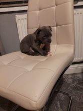 Beautiful Ckc Reg Blue bull Staffordshire Pups Image eClassifieds4u 3