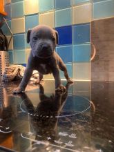 Blue Staffordshire Bull Terriers Image eClassifieds4u 3