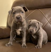 Blue Staffordshire Bull Terriers Image eClassifieds4u 3