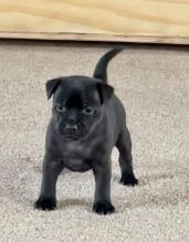 Gorgeous Staffie Pups Black/brindle & Blue Image eClassifieds4u 2