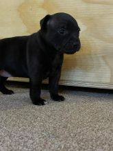 Gorgeous Staffie Pups Black/brindle & Blue Image eClassifieds4u 3