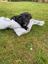 CKc Staffordshire Bull Terriers Pups Image eClassifieds4u 4