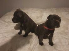 Stunning Blue Staffy puppies Image eClassifieds4u 3