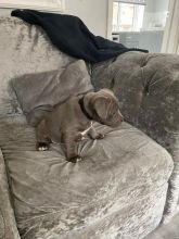 Stunning Blue Staffy puppies Image eClassifieds4u 3