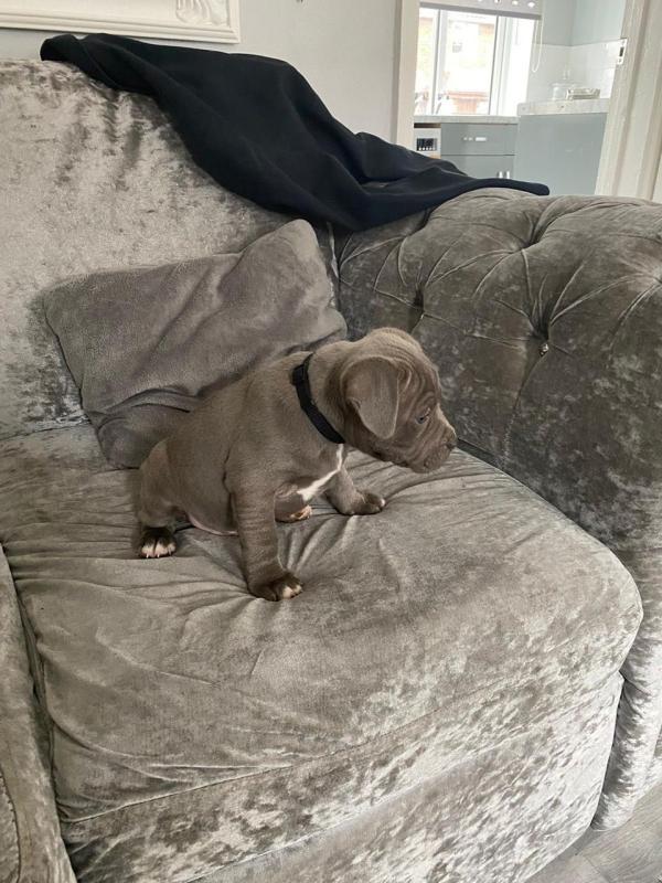 Quality Staffordshire Bull Terrier Image eClassifieds4u