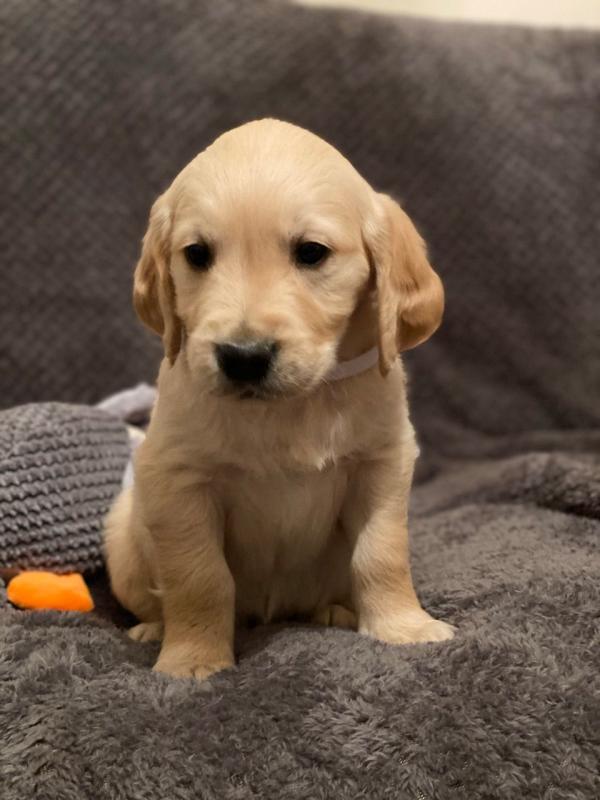 Adorable Golden Retriever Puppies [shaneltinsley@gmail.com or (951) 430-2313] Image eClassifieds4u