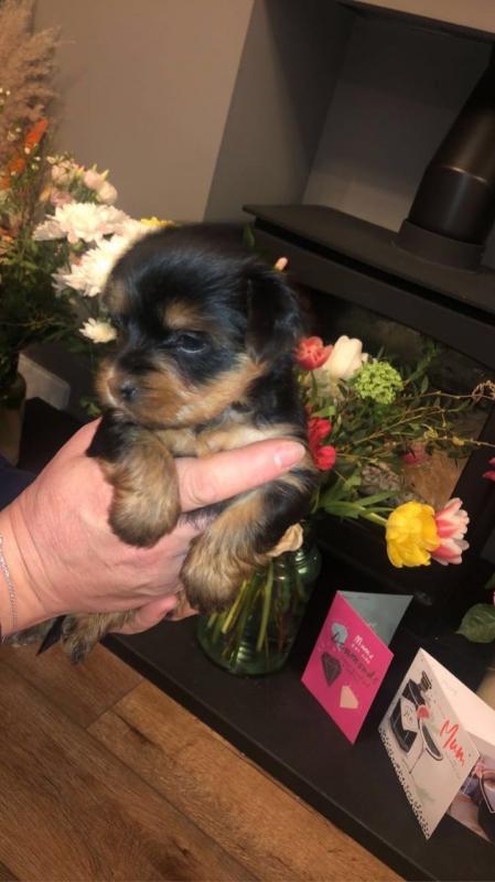 Amazing Yorkshire Terrier puppy! [shaneltinsley@gmail.com or (951) 430-2313] Image eClassifieds4u