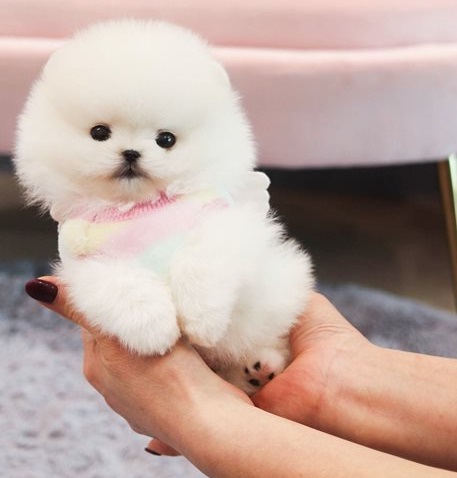 C.K.C MALE AND FEMALE POMERANIAN PUPPIES AVAILABLE [shaneltinsley@gmail.com or (951) 430-2313] Image eClassifieds4u