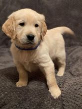 Adorable Golden Retriever Puppies [shaneltinsley@gmail.com or (951) 430-2313]